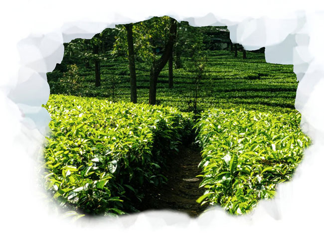 Tea Gardens of Bagrakote